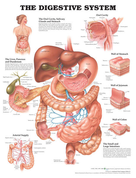 digestive-system_1__79075.1589753191.1280.1280.jpg