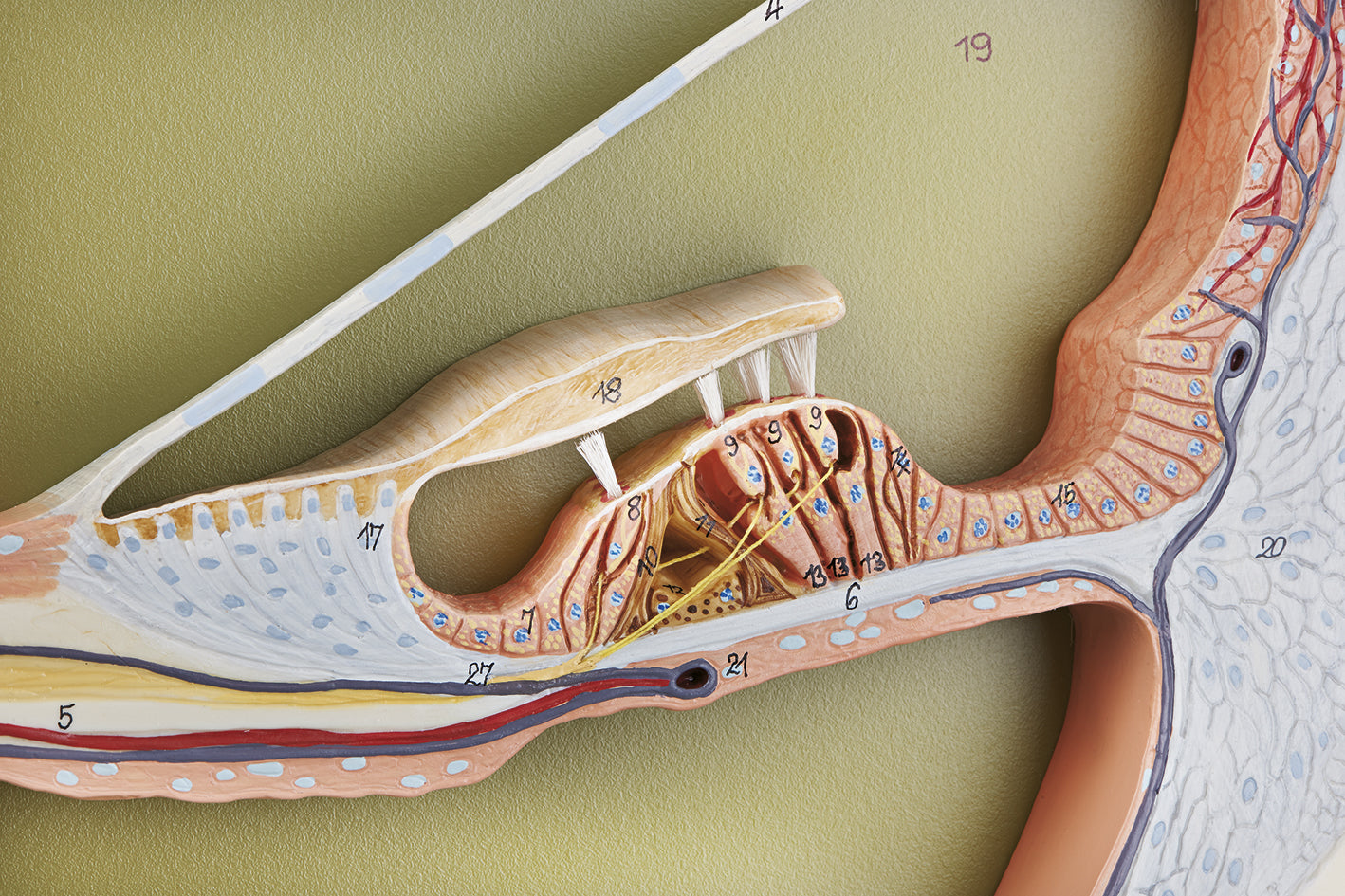 Section Through the Central Spiral of the Cochlea