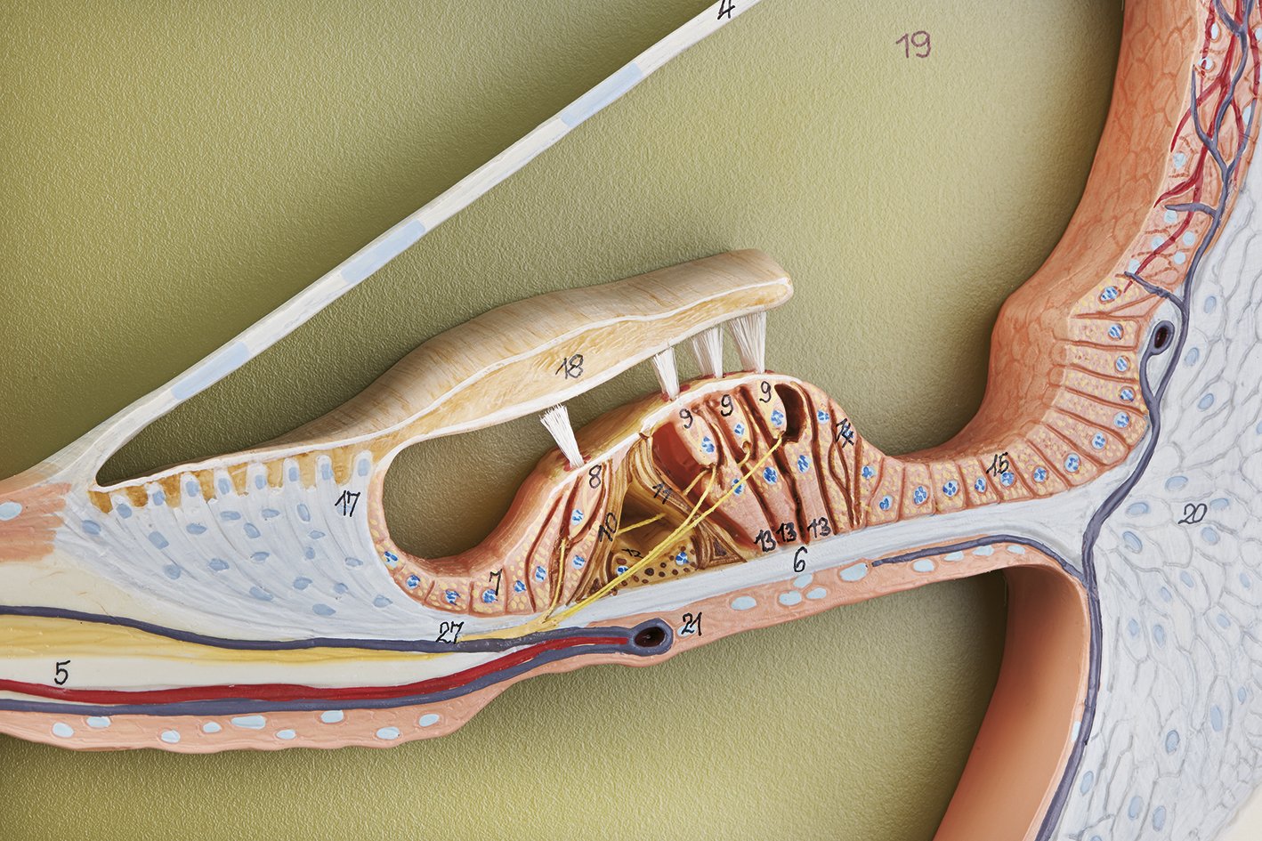 Section Through the Central Spiral of the Cochlea