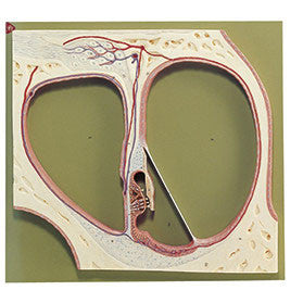 Section Through the Central Spiral of the Cochlea Somso Ds 10