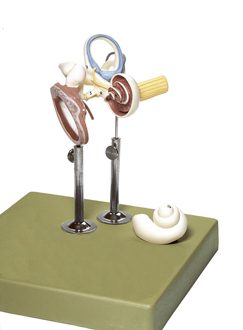 Labyrinth with Ossicles and Tympanic Membrane