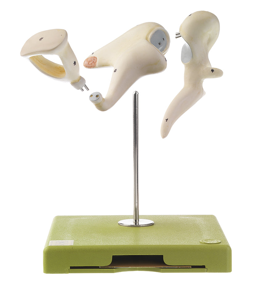 Ossicles