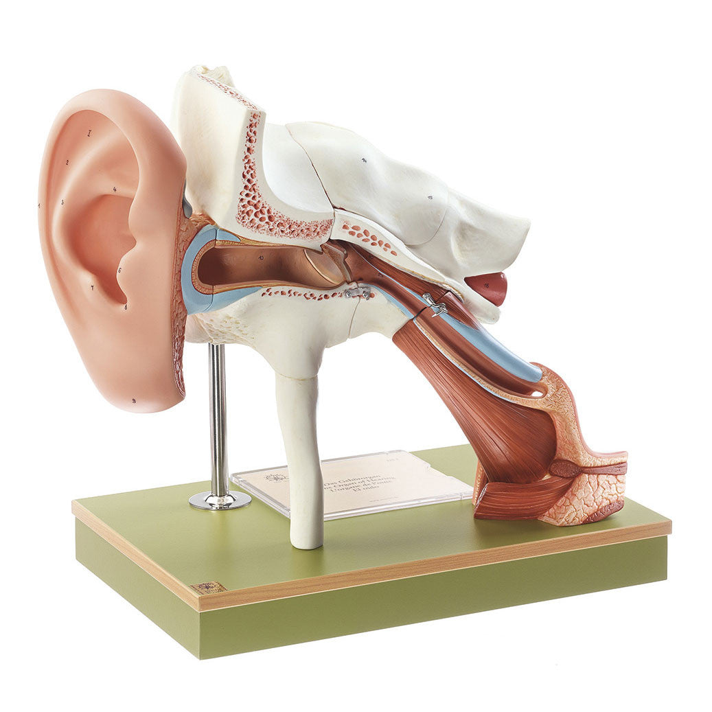 Ear with Pinna Somso Ds 1