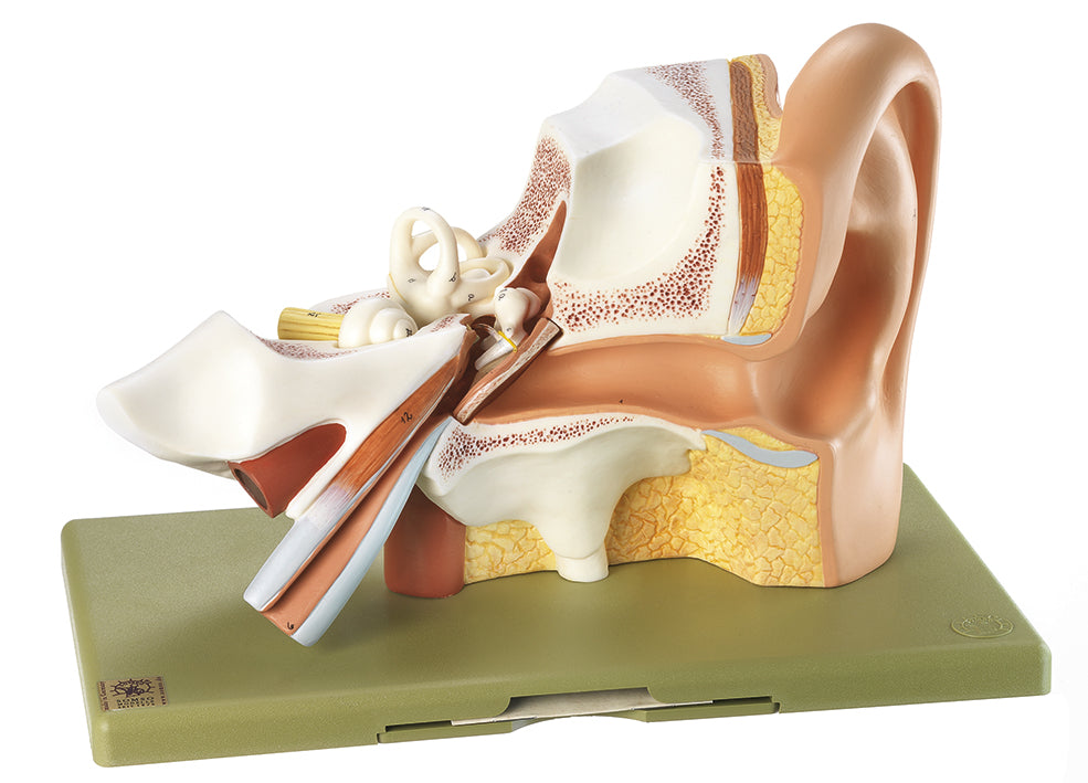 Ear, 3 parts