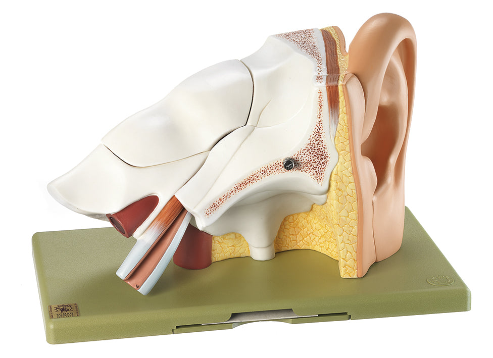 Model of the Ear