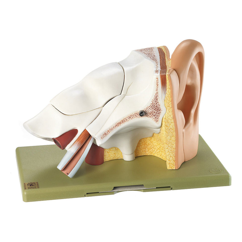 Model of the Ear Somso Ds 5
