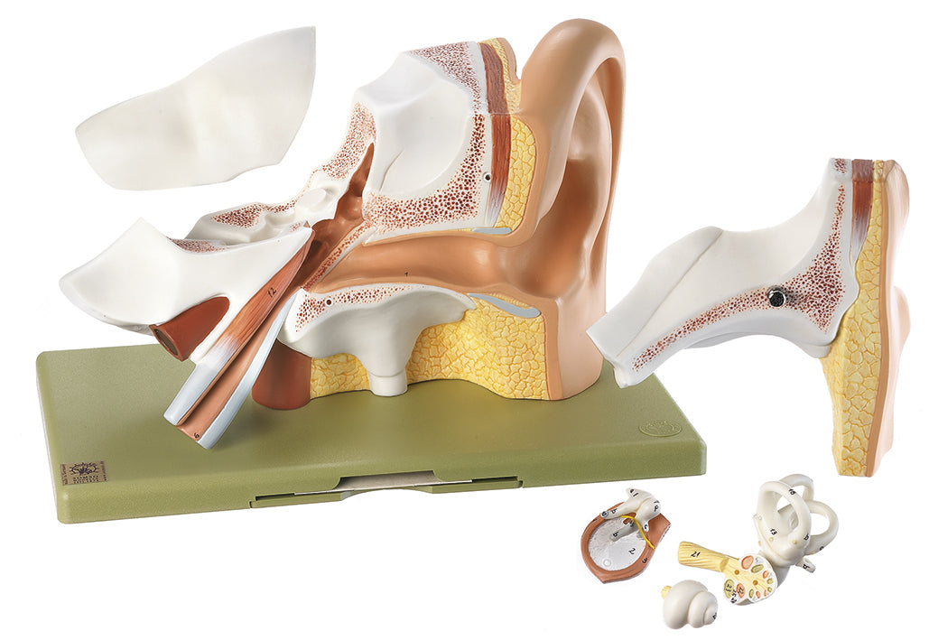 Model of the Ear