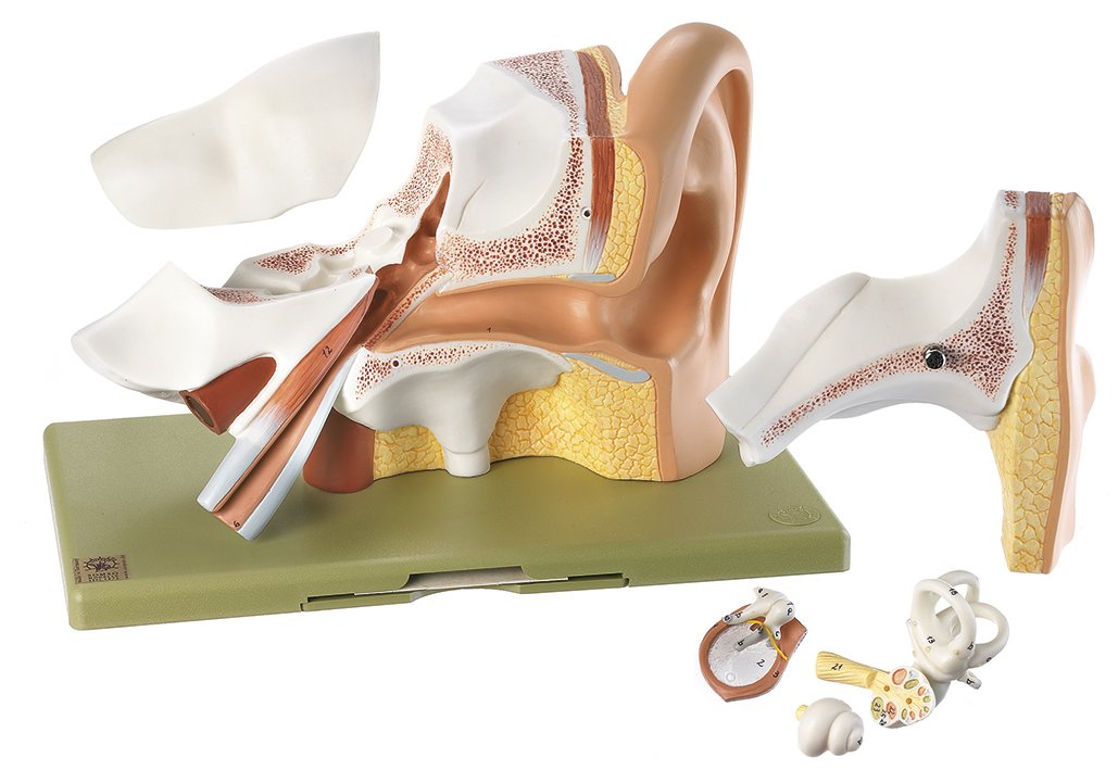 Model of the Ear