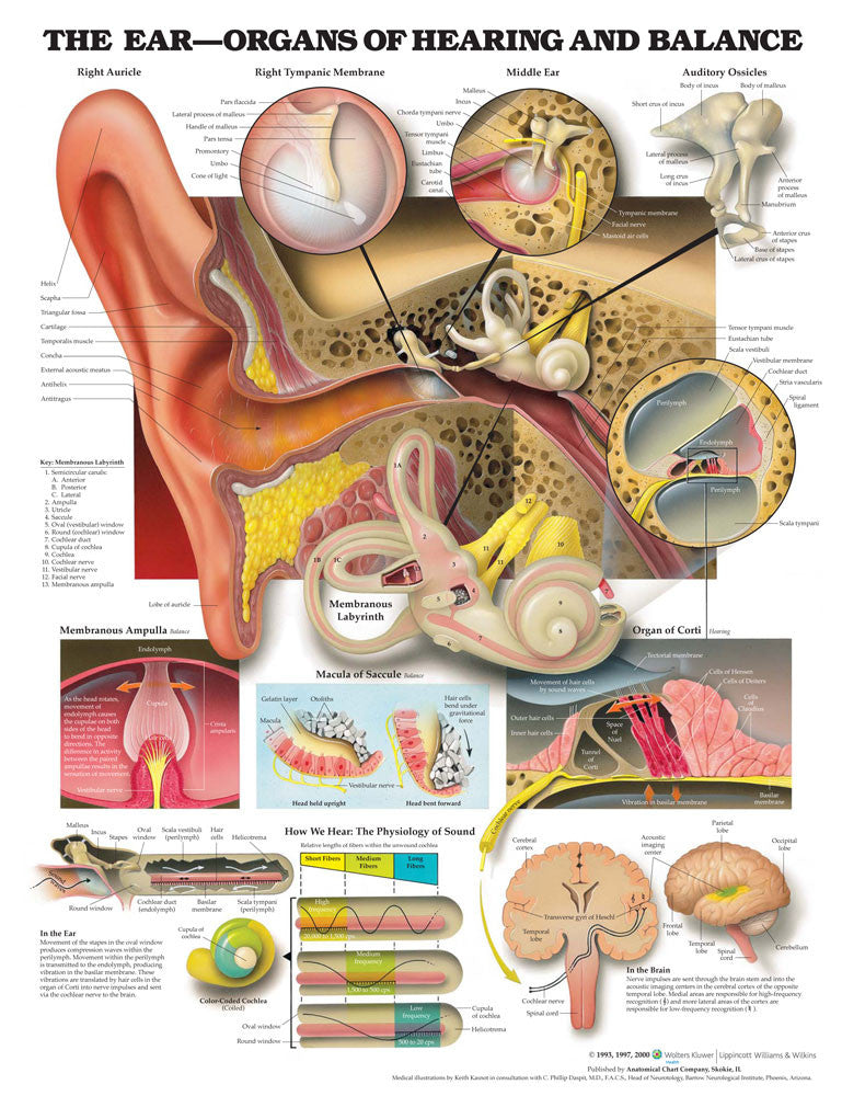 The Ear: Organs of Hearing and Balance
