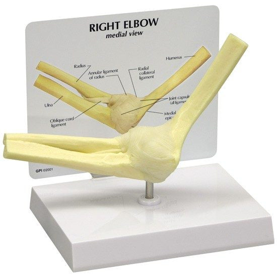 elbow-model-1-550x550__55876.1643511676.1280.1280.jpg