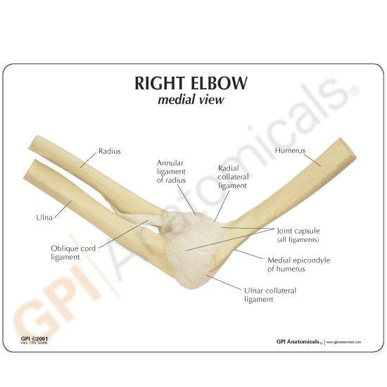 elbow-model-2-550x550__71778.1643511676.1280.1280.jpg