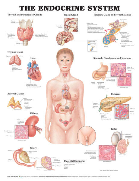 endocrine-system_1__77076.1589753413.1280.1280.jpg