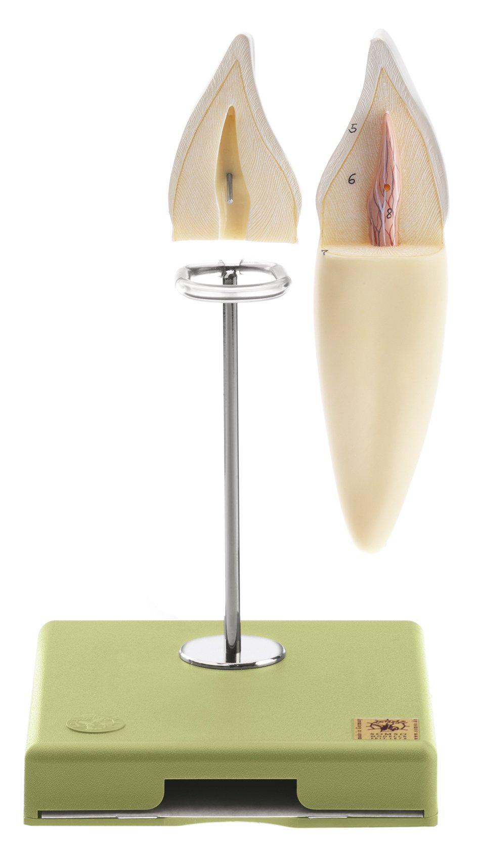 Lower Incisor