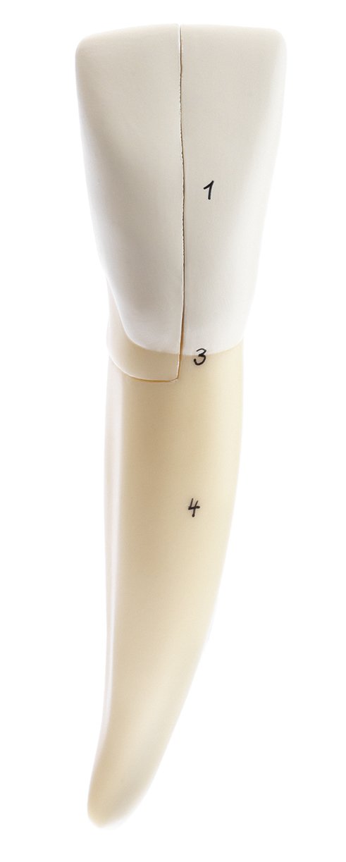 Lower Incisor