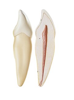 Lower Incisor
