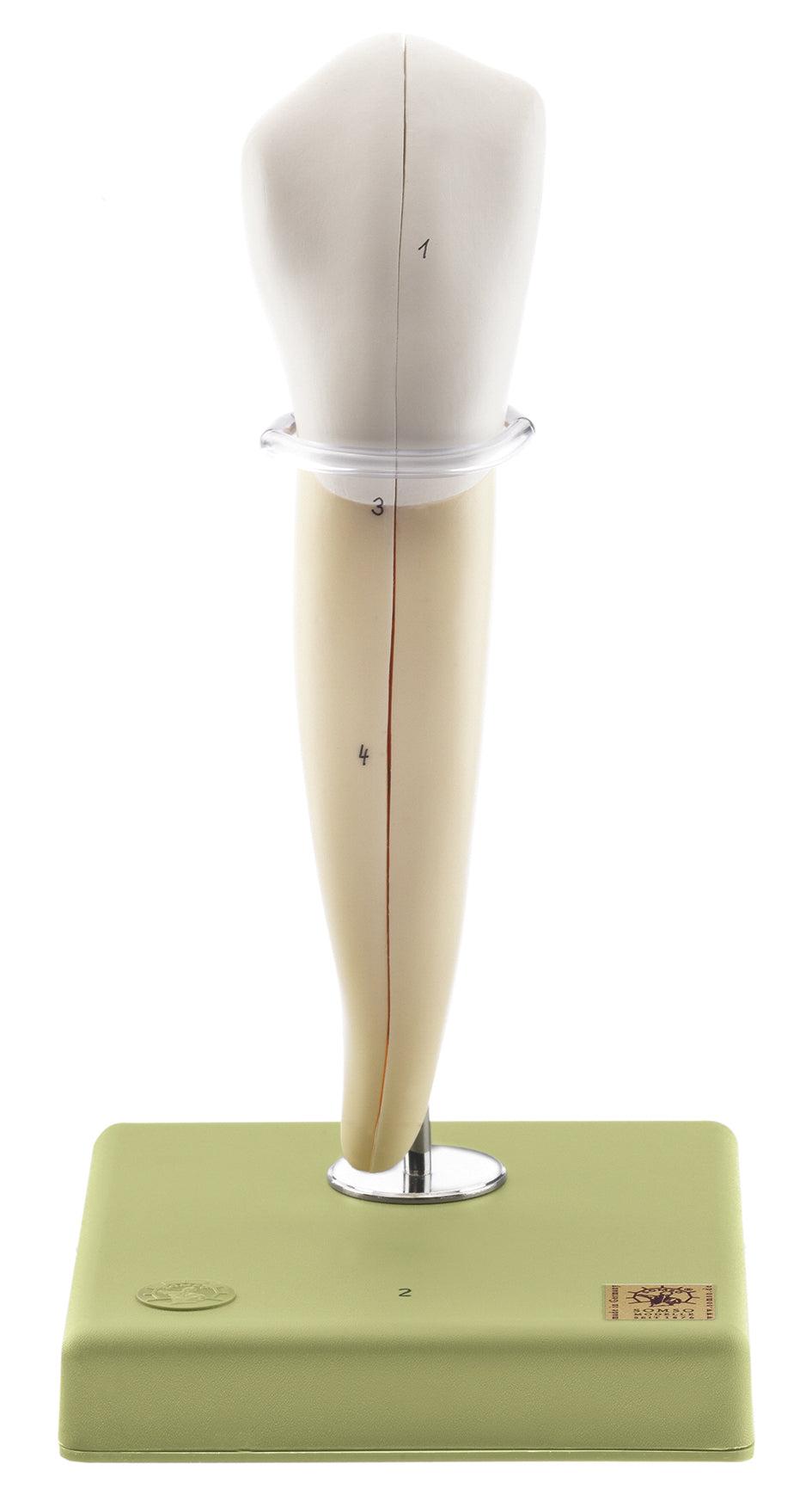 Lower Canine