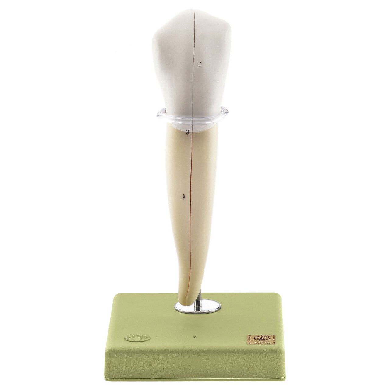 Lower Canine Somso Es 11/2