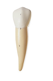 Lower Canine