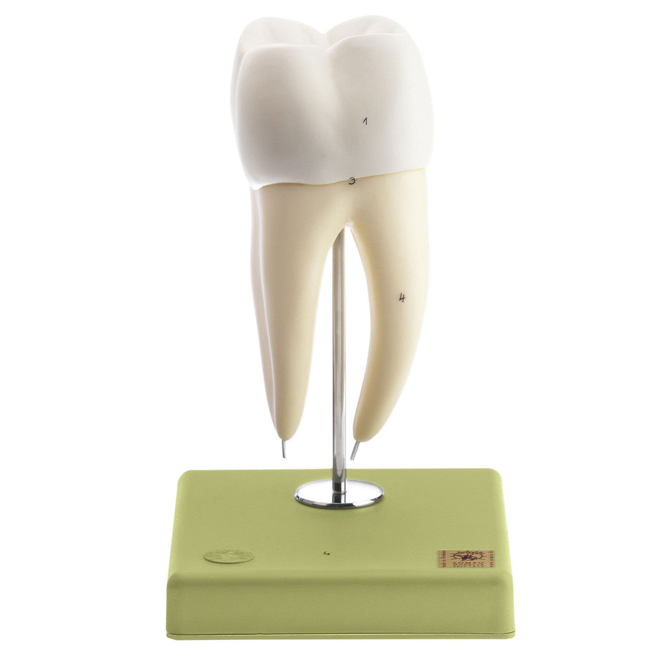 Lower Molar with Two Roots Somso Es 11/4