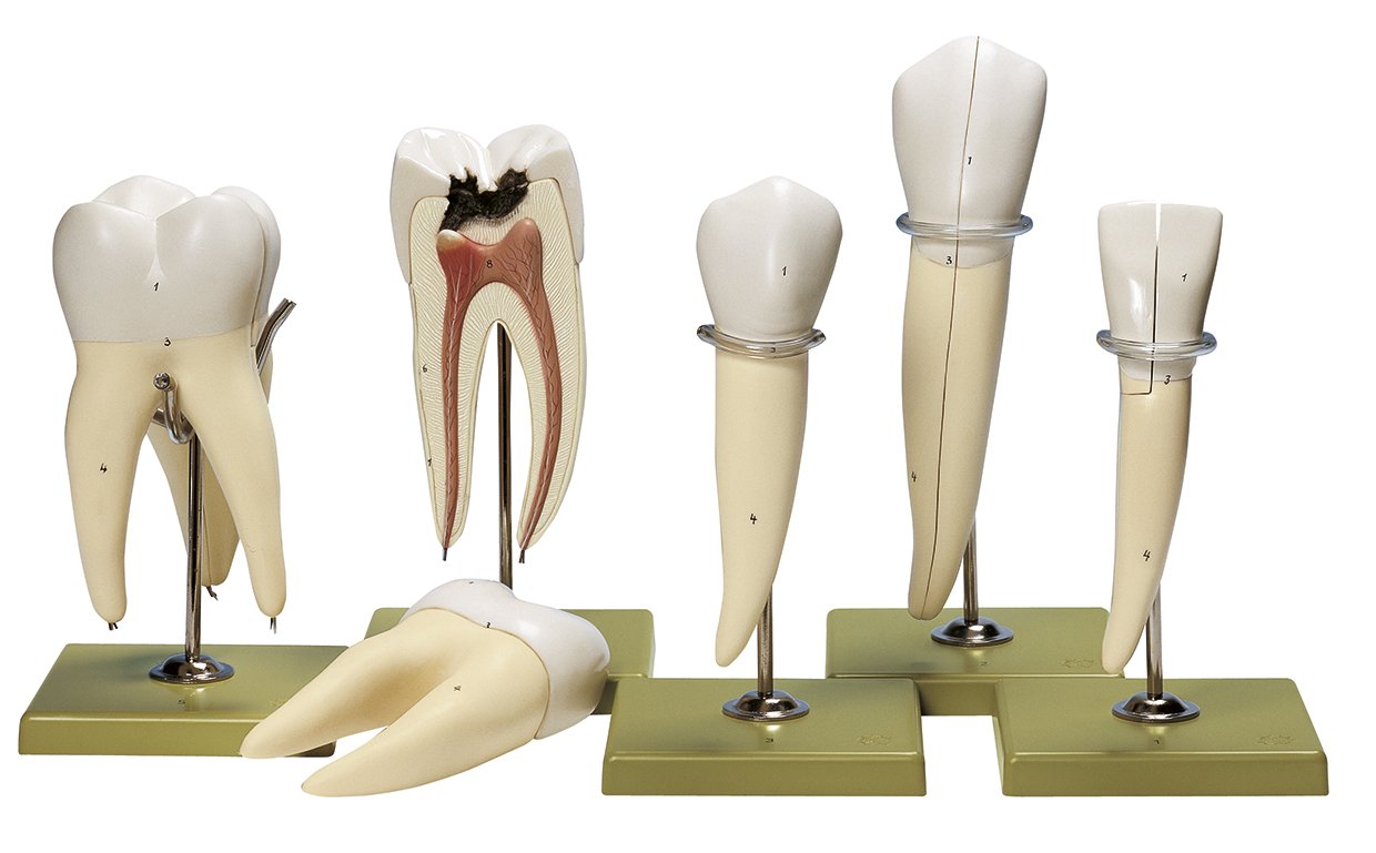 Five Models of Teeth
