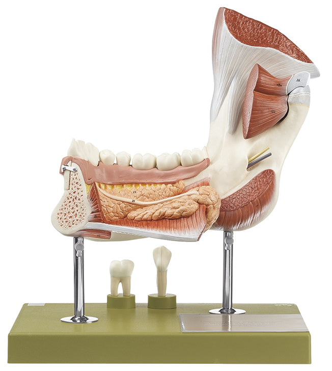 Right Lower Jaw with Muscles