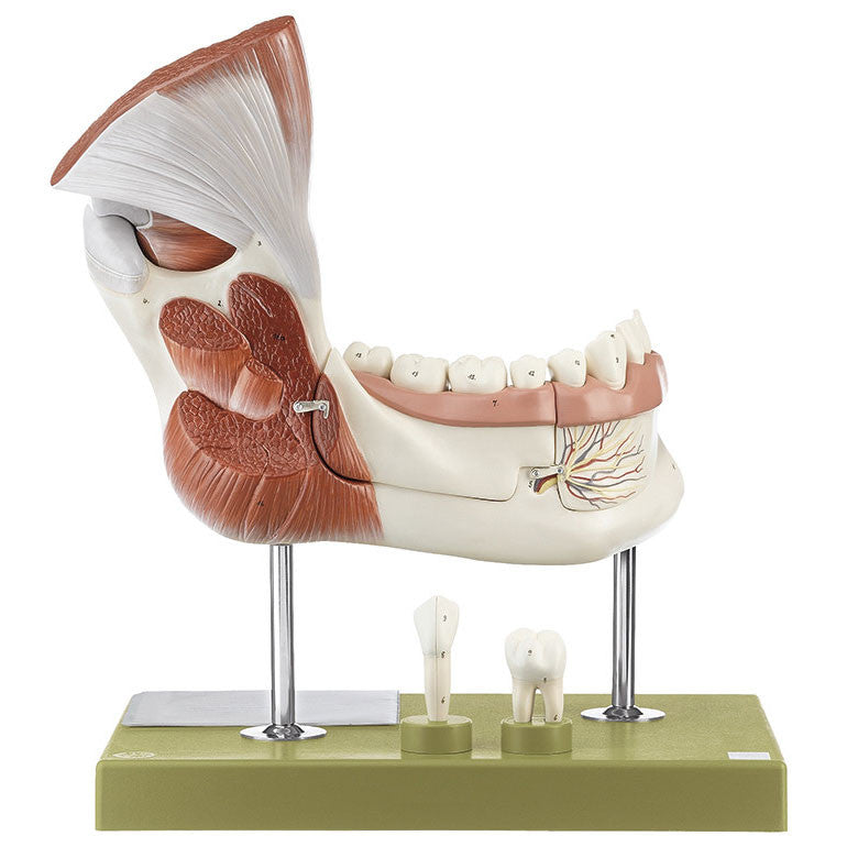 Right Lower Jaw with Muscles Somso Es 21
