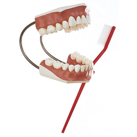 Model of a Set of Teeth Somso Es 22