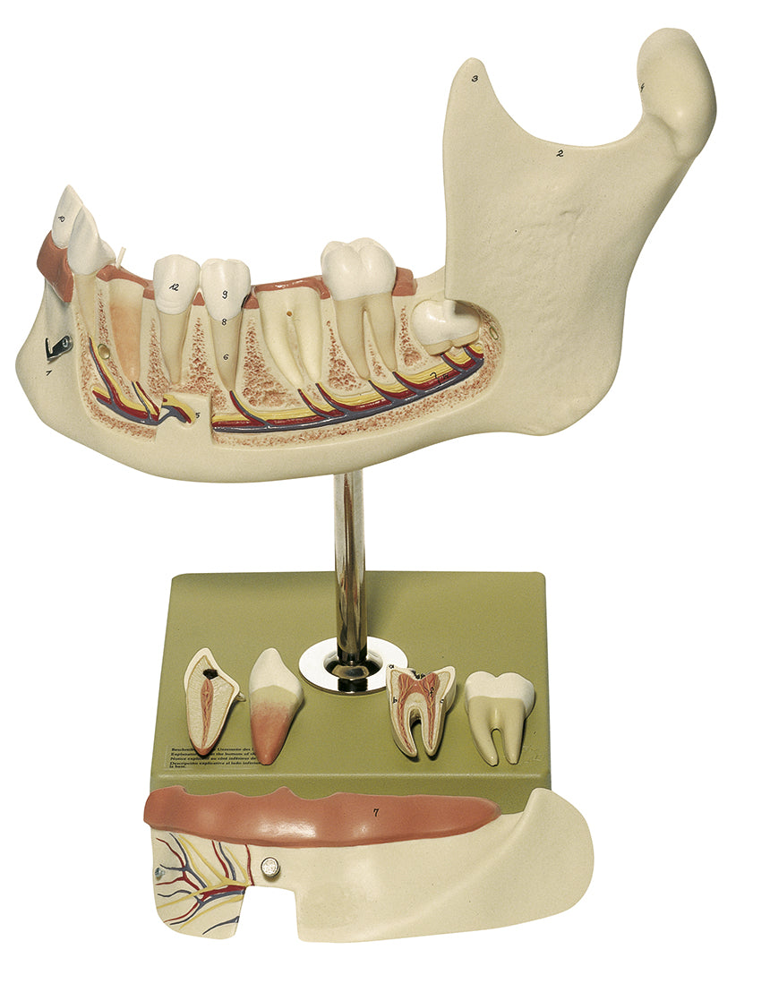 Lower Jaw of an 18-Year-Old