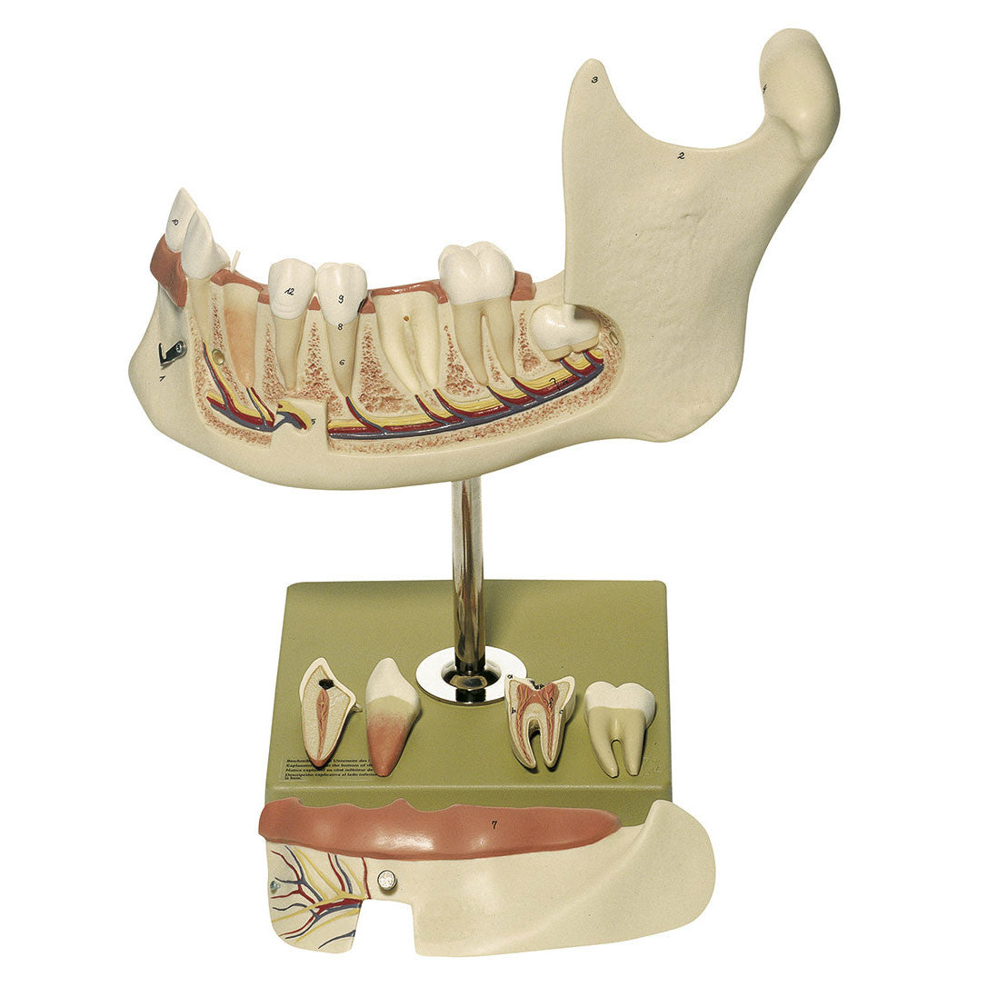 Lower Jaw of an 18-Year-Old, enlarged 3 times Somso Es 4/1