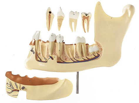 Lower Jaw of an 18-Year-Old, enlarged 3 times