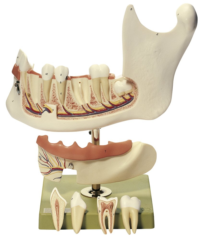 Lower Jaw of an 18-Year-Old