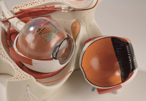 0182-00 Giant Eye in Bony Orbit