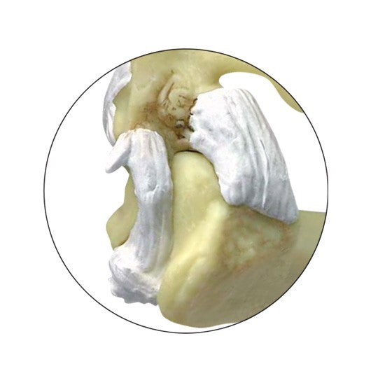 Feline Elbow/Shoulder