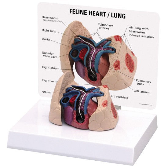 Feline Heart/Lung