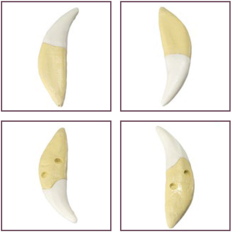 Radiographic teeth for Feline Model