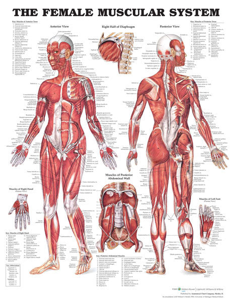 female-muscular_1__01895.1589752910.1280.1280.jpg