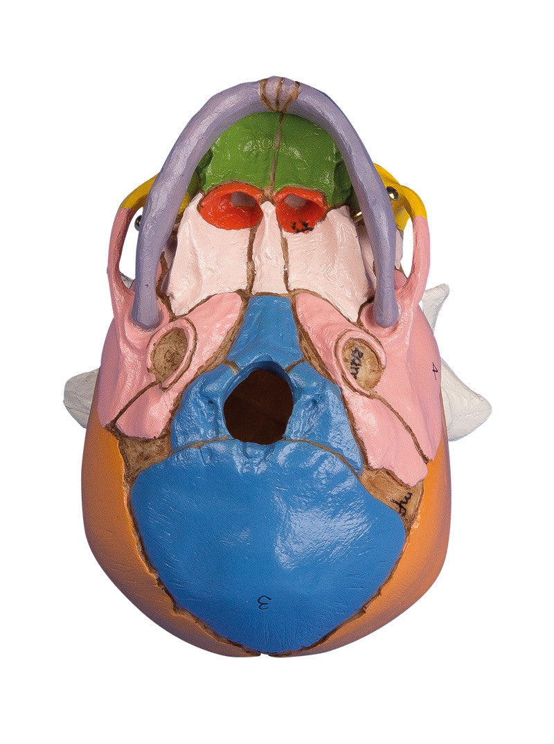 Fetal Skull, 38 weeks, Didactic - occiput | Erler Zimmer 4518