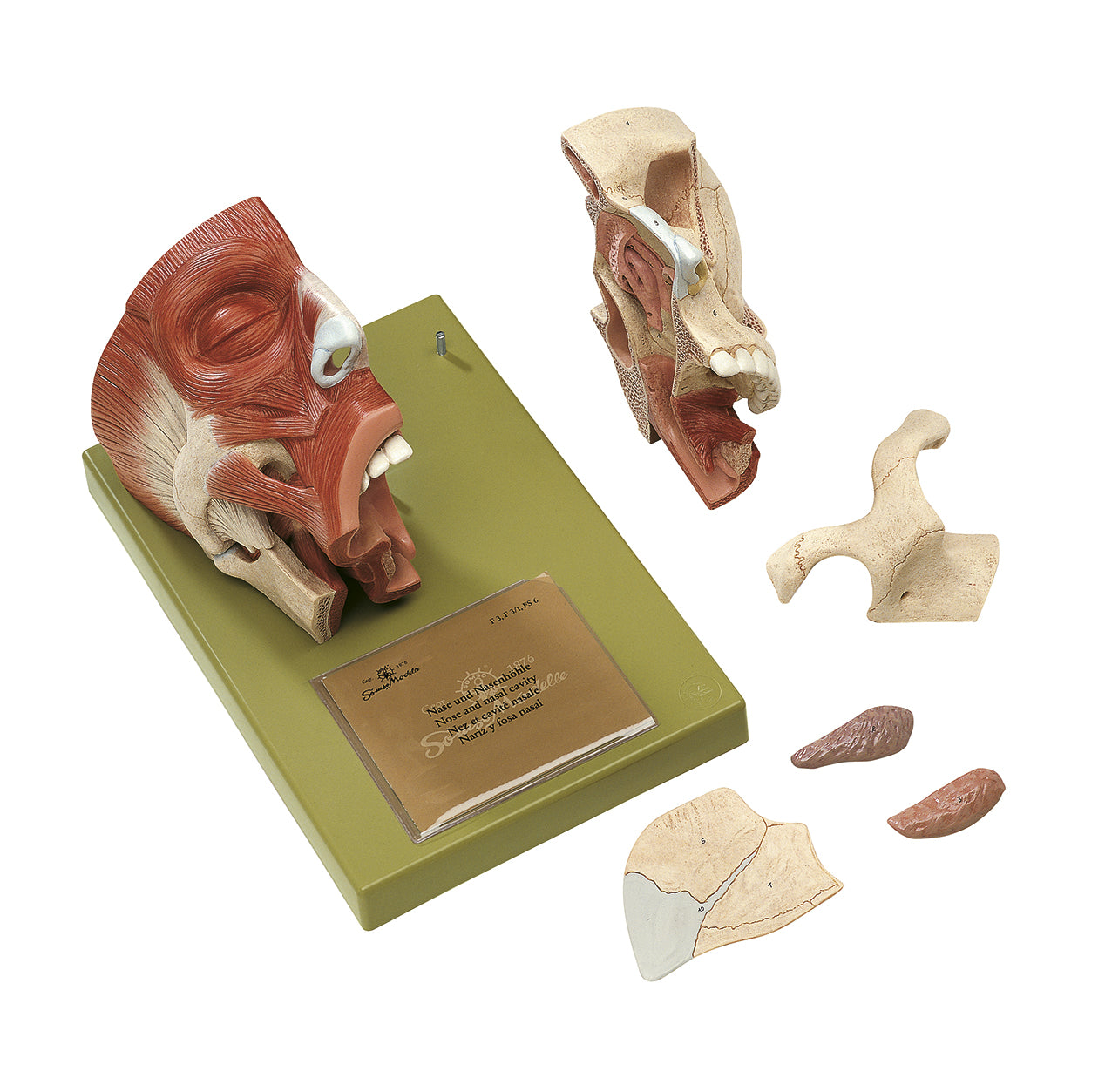 Nose and Nasal Cavities