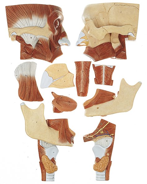 Cavities of Nose, Mouth & Throat