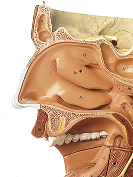 Cavities of Nose, Mouth & Throat