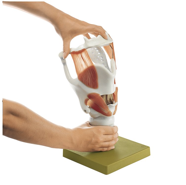 Functional Model of the Larynx