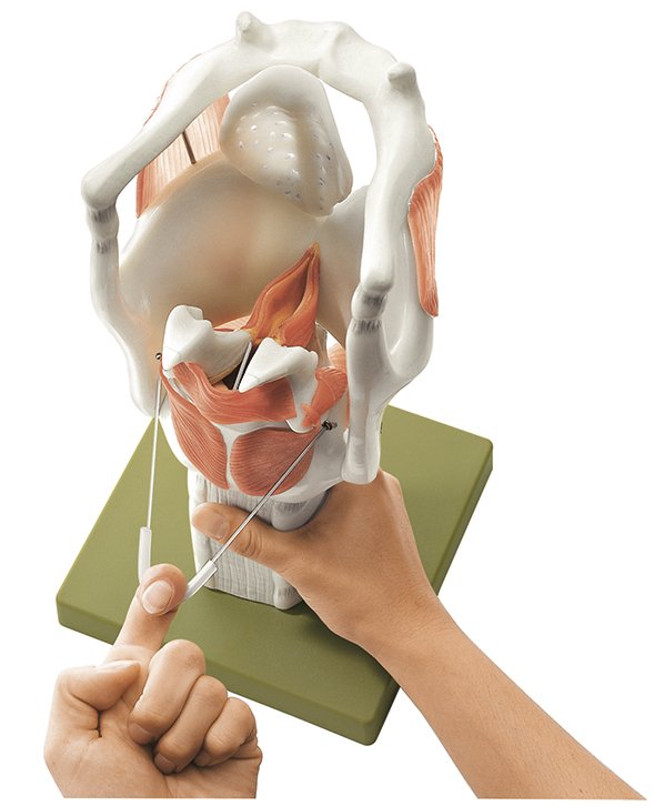 Functional Model of the Larynx