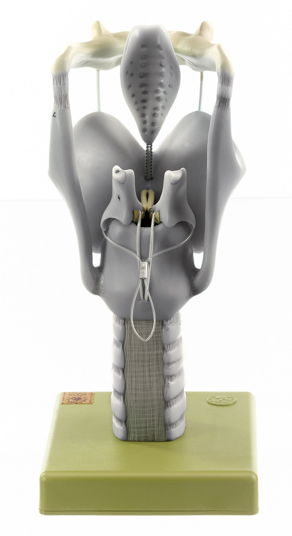 Cartilages of the Larynx
