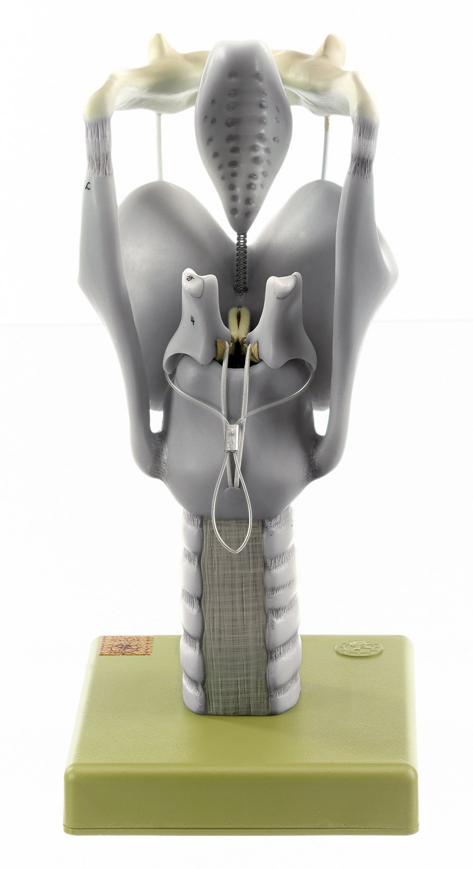 Cartilages of the Larynx