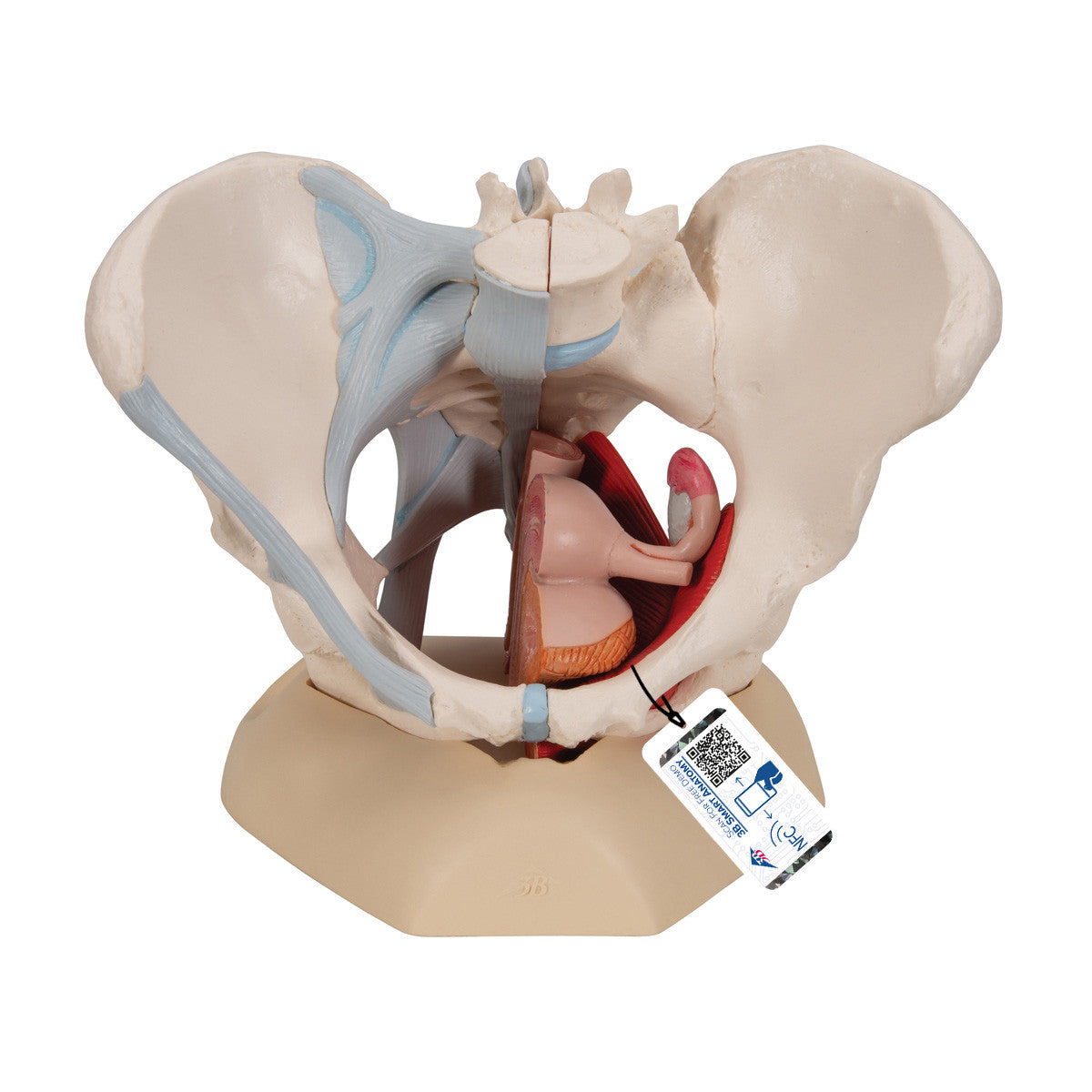 Female Pelvis Skeleton Model with Ligaments, Muscles & Organs, 4 part - 3B Scientific H20/3