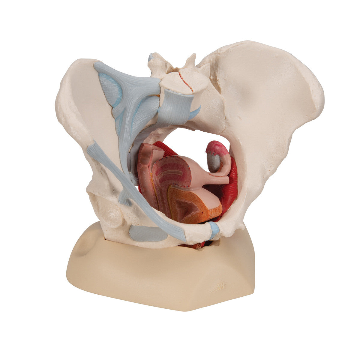 Female Pelvis Skeleton Model with Ligaments, Muscles & Organs, 4 part - 3B Scientific H20/3