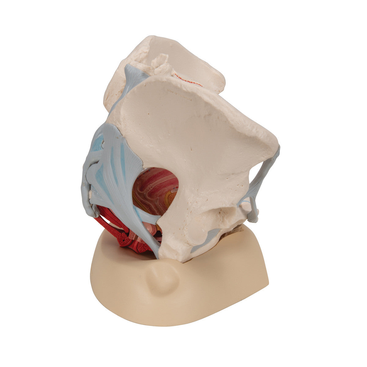Female Pelvis Skeleton Model with Ligaments, Muscles & Organs, 4 part - 3B Scientific H20/3