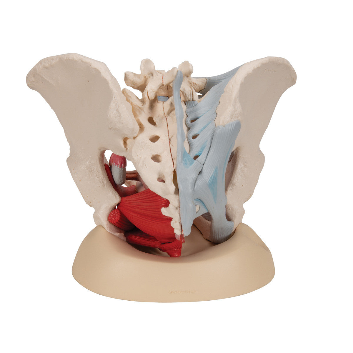 Female Pelvis Skeleton Model with Ligaments, Muscles & Organs, 4 part - 3B Scientific H20/3
