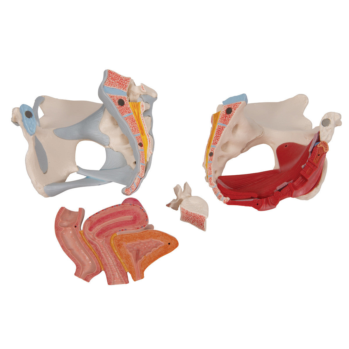 Female Pelvis Skeleton Model with Ligaments, Muscles & Organs, 4 part - 3B Scientific H20/3