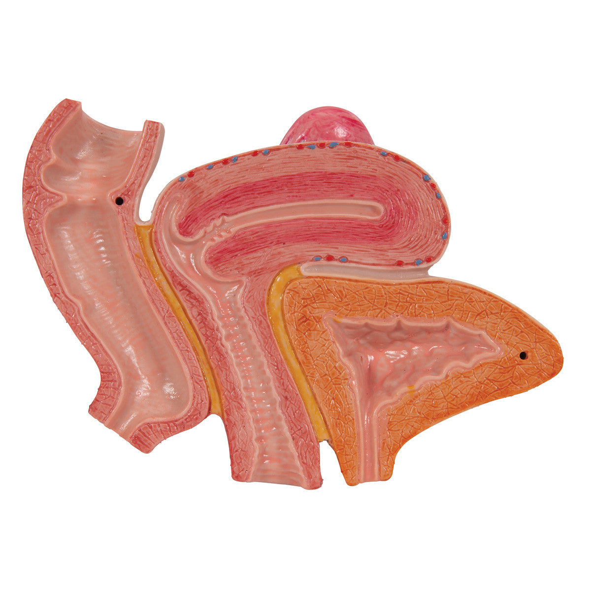 Female Pelvis Skeleton Model with Ligaments, Muscles & Organs, 4 part - 3B Scientific H20/3